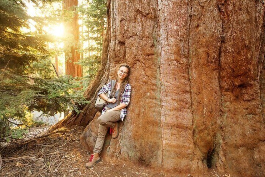 Redwood Retreat: Private Tour to Muir Woods from San Francisco