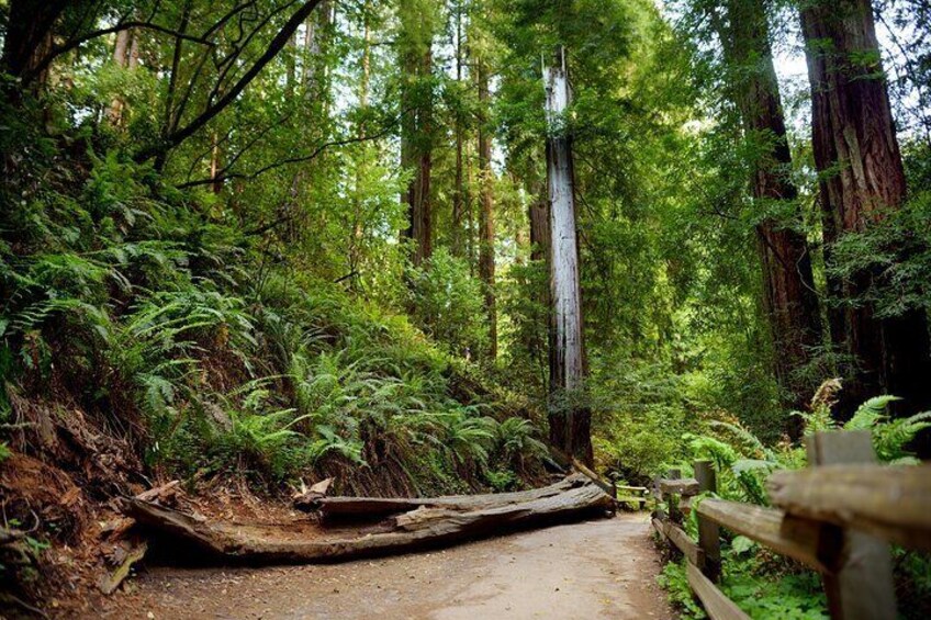 Redwood Retreat: Private Tour to Muir Woods from San Francisco
