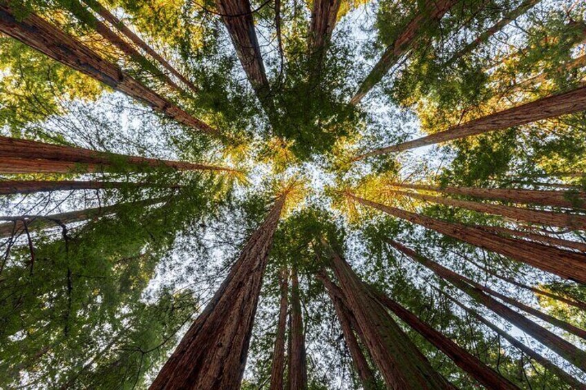 Redwood Retreat: Private Tour to Muir Woods from San Francisco