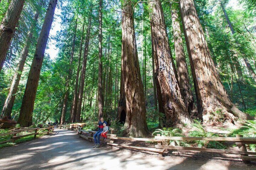 Redwood Retreat: Private Tour to Muir Woods from San Francisco