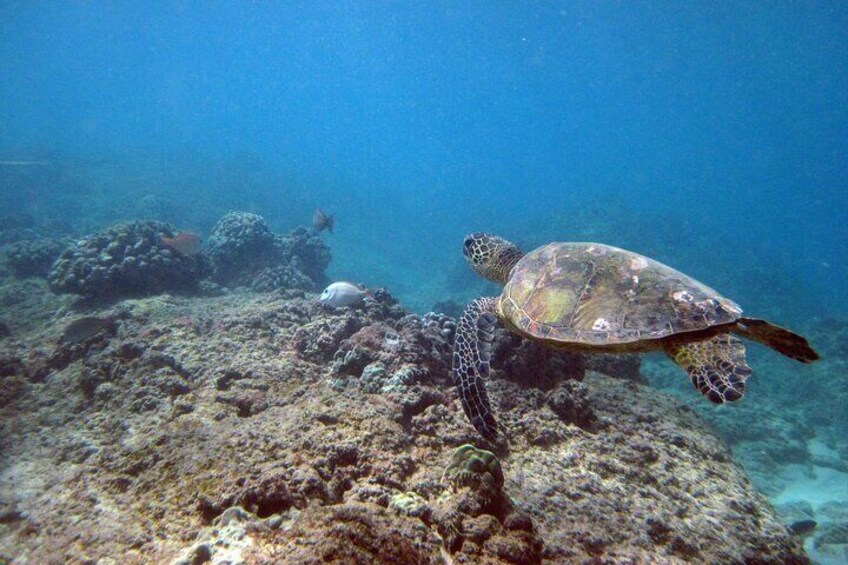 Private 5Hrs Island Tour with 2Hrs Sail and Snorkel with Turtles