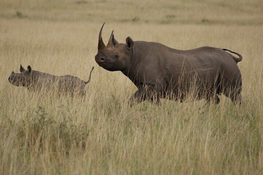 3 Days & 2 Nights Safari - Maasai Mara National Reserve Safari