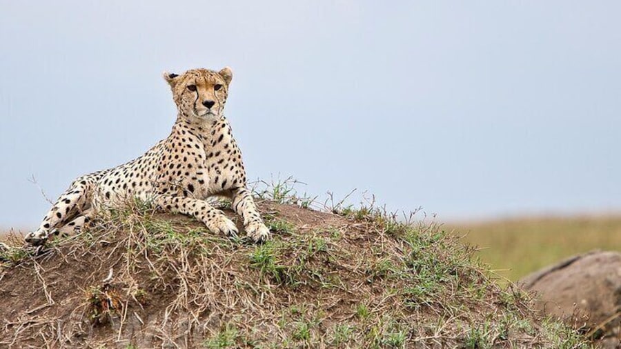 3 Days & 2 Nights Safari - Maasai Mara National Reserve Safari