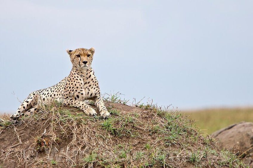 3 Days & 2 Nights Safari - Maasai Mara National Reserve Safari