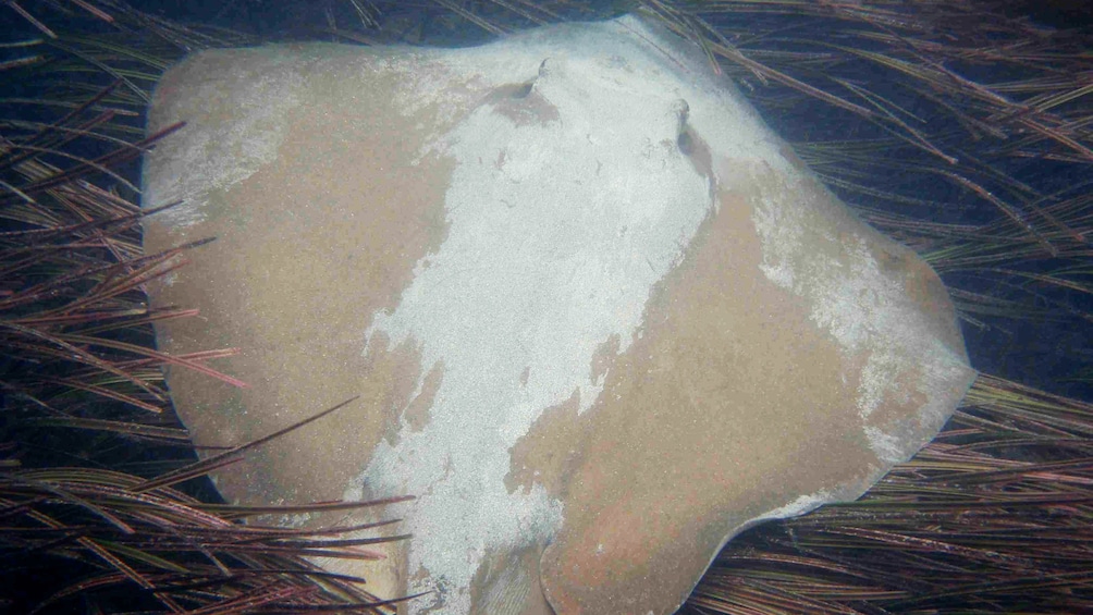 View of stingray through glass bottom kayak in Batemans Bay