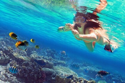 Cozumel Sea Safari Snorkelling Tour