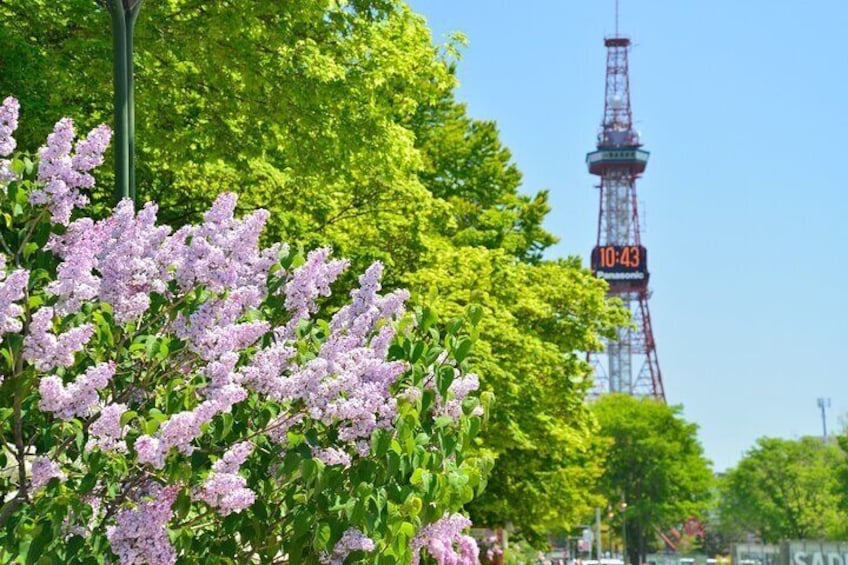 TV Tower and Lilac flowers in June