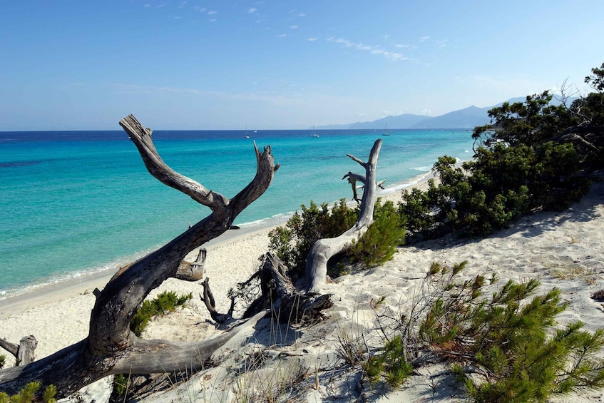 Picture 1 for Activity From Calvi: Agriate Guided Jeep Tour to Lotu and Saleccia