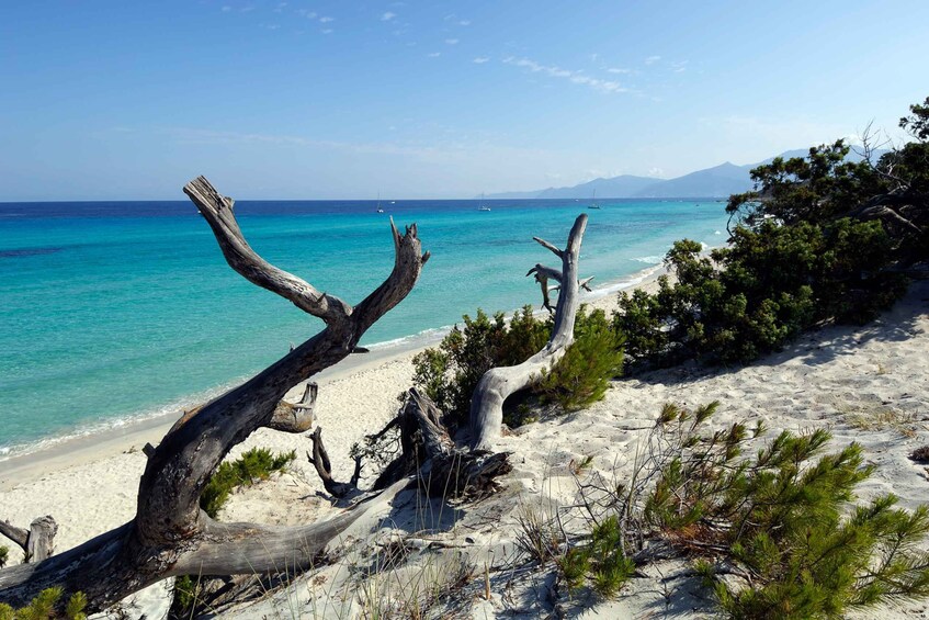 Picture 1 for Activity From Calvi: Agriate Guided Jeep Tour to Lotu and Saleccia