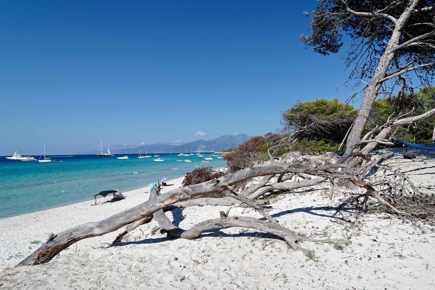 Picture 3 for Activity From Calvi: Agriate Guided Jeep Tour to Lotu and Saleccia