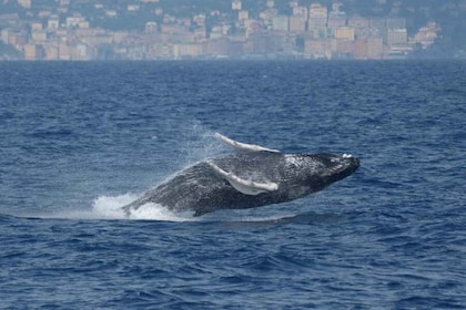 Genua: Walbeobachtungstour im Sonnenuntergang im Pelagos-Schutzgebiet