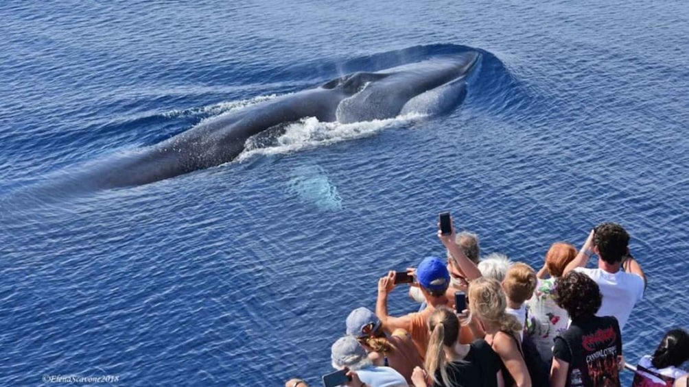 Picture 1 for Activity Genoa: Sunset Pelagos Sanctuary Whale Watching Cruise