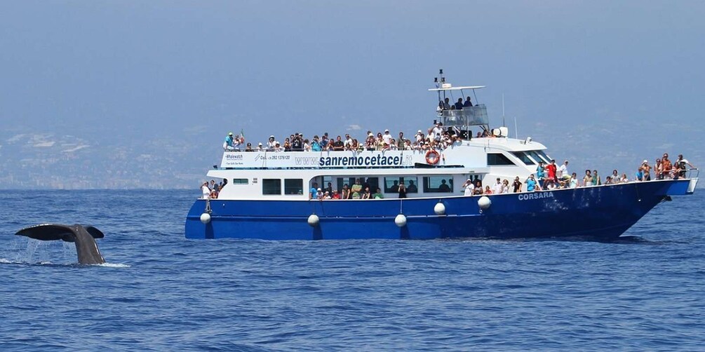 Picture 4 for Activity Genoa: Sunset Pelagos Sanctuary Whale Watching Cruise