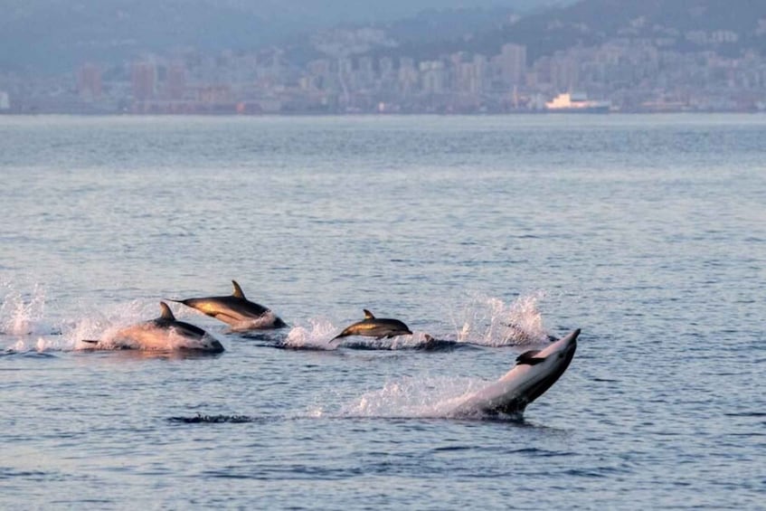 Picture 3 for Activity Genoa: Sunset Pelagos Sanctuary Whale Watching Cruise