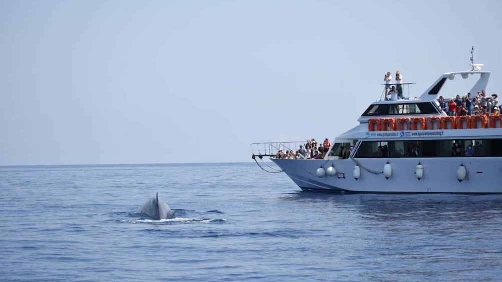 Picture 2 for Activity Genoa: Sunset Pelagos Sanctuary Whale Watching Cruise