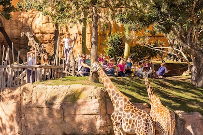 visit estadio mestalla Valencia: Bioparc Valencia Admission Ticket