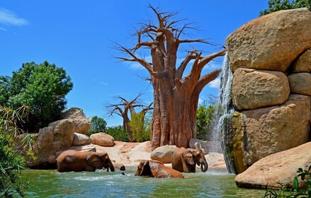 Valencia: entrada al Bioparc Valencia