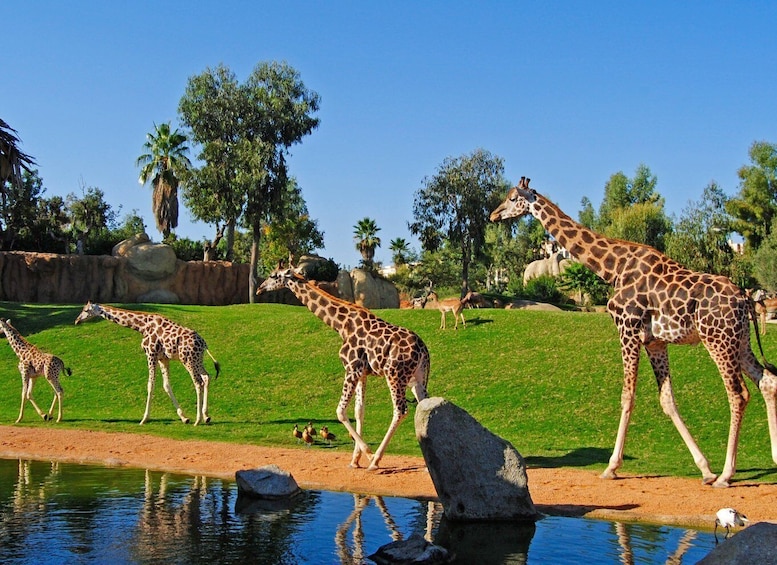 Picture 1 for Activity Valencia: Bioparc Valencia Admission Ticket