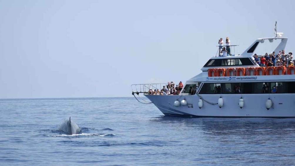 Picture 1 for Activity Pelagos Sanctuary Whale Watching Cruise