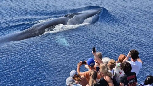 Genua: Walvissafari Pelagos heiligdom