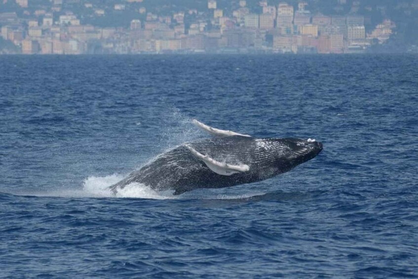 Picture 4 for Activity Genoa: Pelagos Sanctuary Whale Watching Cruise