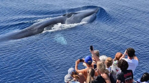 Crucero de observación de ballenas por el santuario de Pelagos