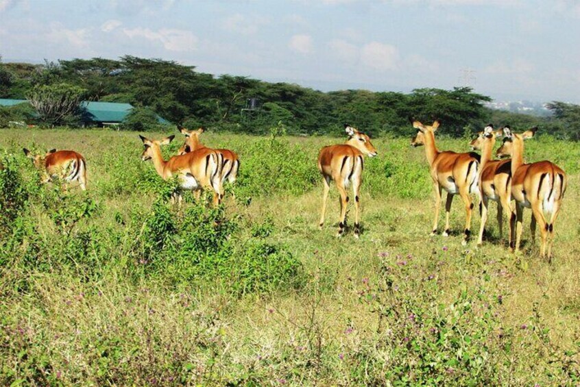 2 Days, 1 Night Safari - Lake Nakuru National Park