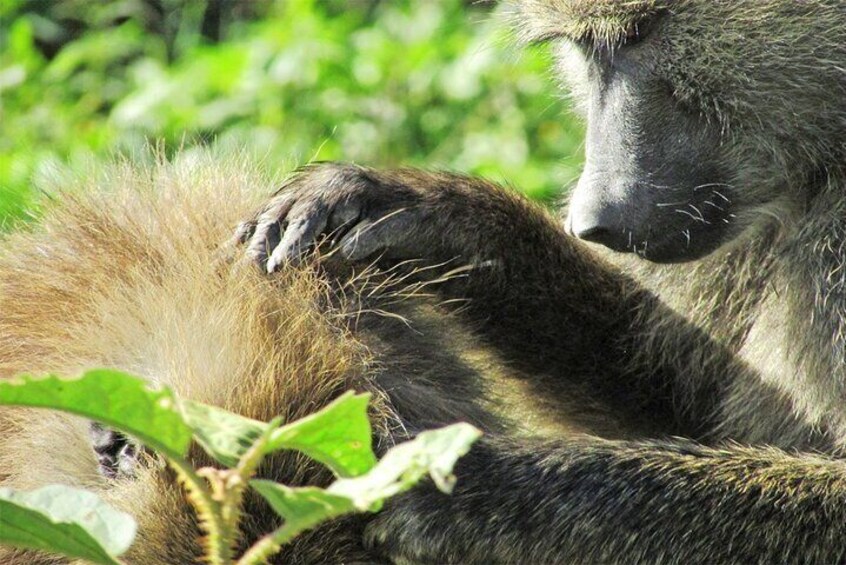 2 Days, 1 Night Safari - Lake Nakuru National Park