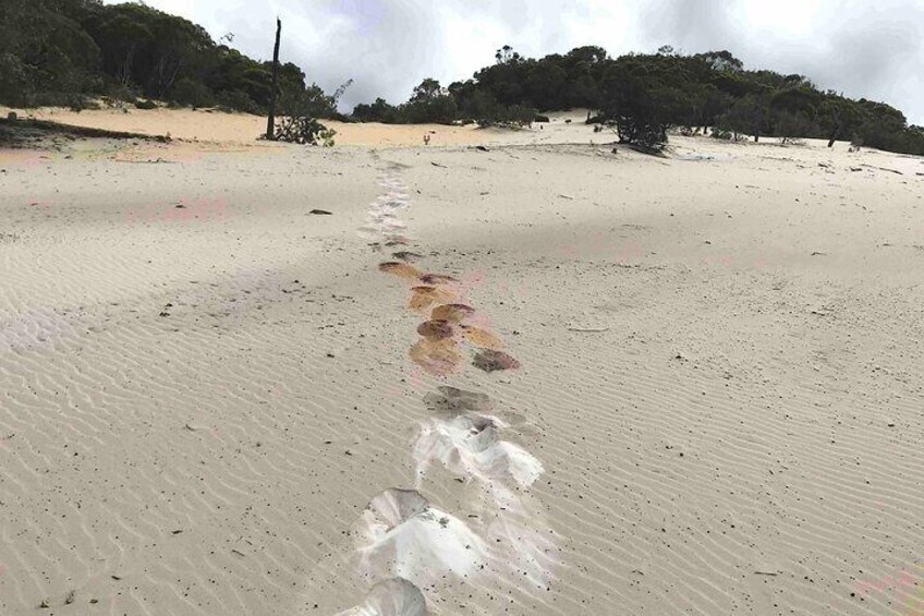 Rainbow Beach Tour - Joel's Journeys Noosa