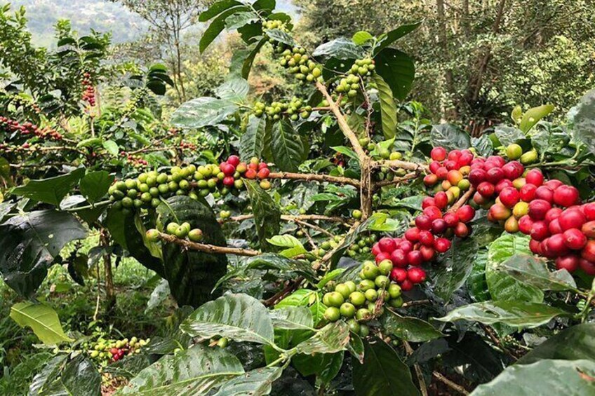 Coffee Farm and Salento Walking Tour with Lunch