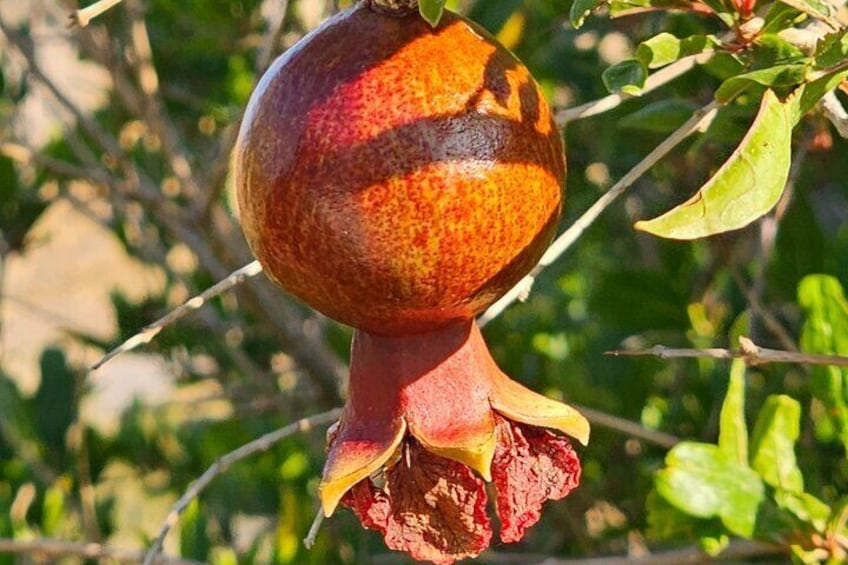 Pomegranate 