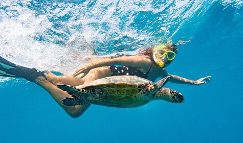 Turtle Encounter & Reef Snorkel in Akumal