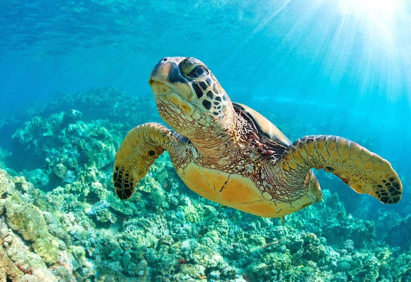 Akumal Reef & Turtle Sanctuary Snorkel