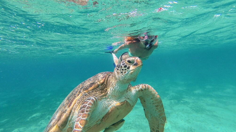 Tulum and swim with turtles in Akumal from Riviera Maya