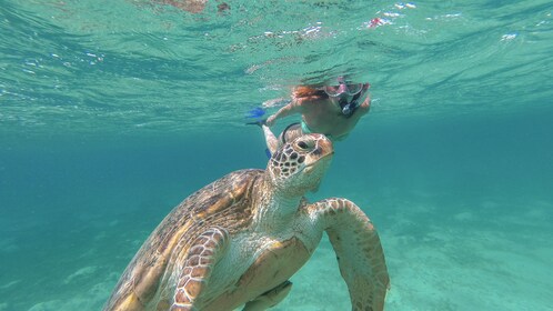 Upptäck Tulum, dyk ner i en Cenote och möt sköldpaddor i Akumal