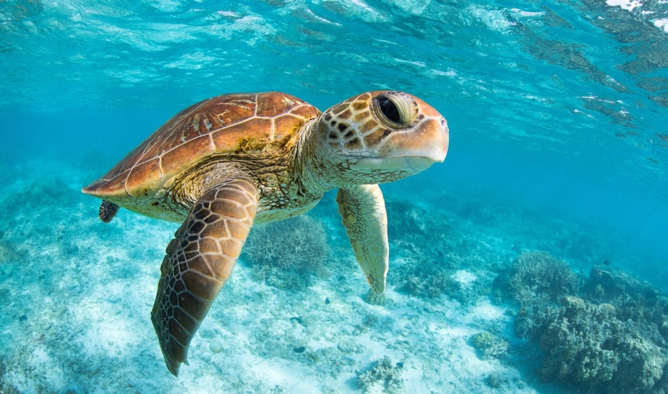 Tulum, cenote and swim with turtles in Akumal from Cancun