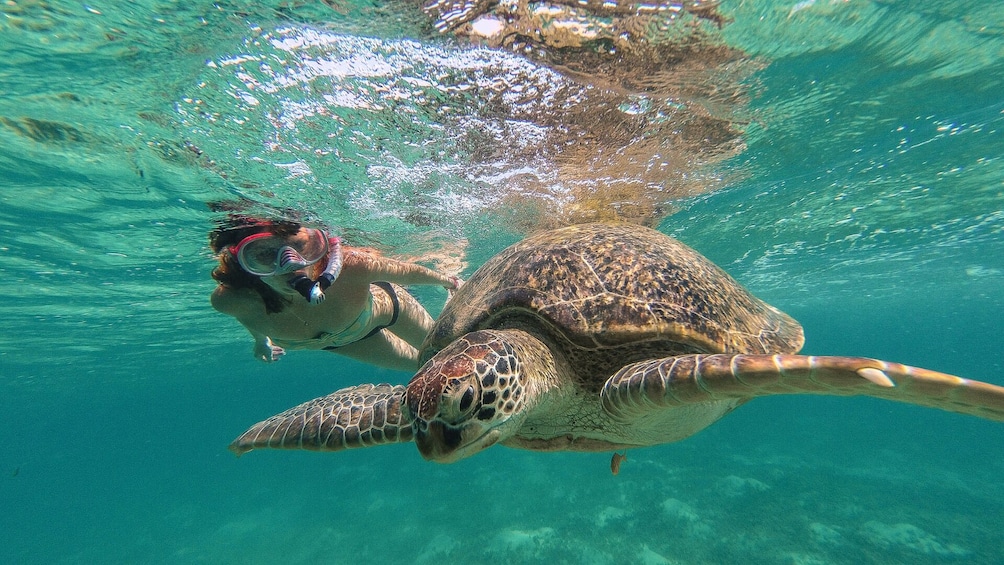 Tulum, cenote and swim with turtles in Akumal from Cancun
