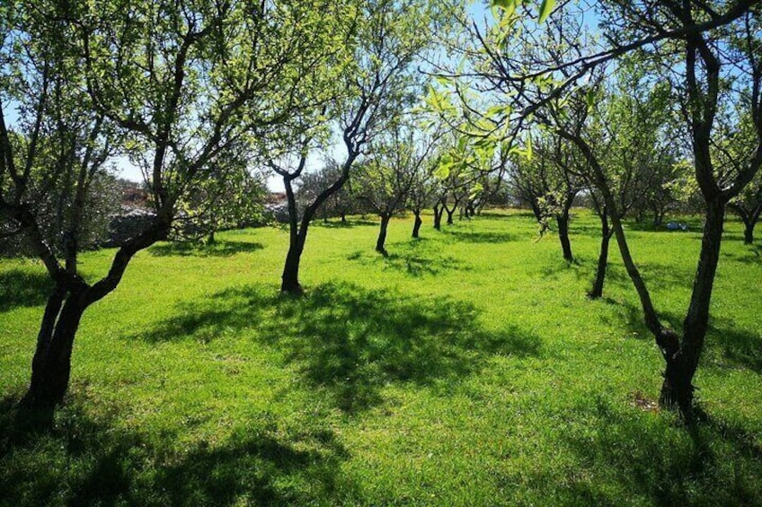 Our almond orchard in spring time