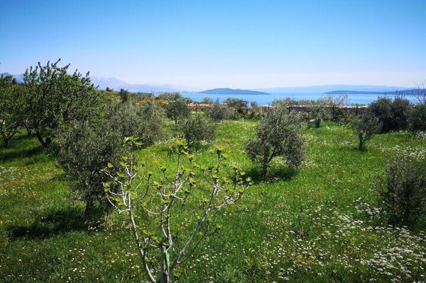 Spring in our estate with view of Kastela bay, Split and islands