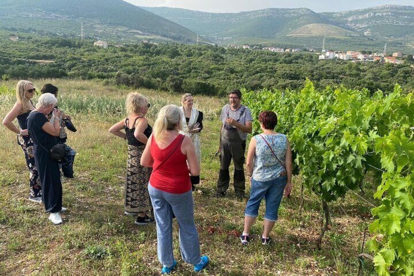 Agricultural Tour-wine, liquor, olive oil & Dalmatian delicacies
