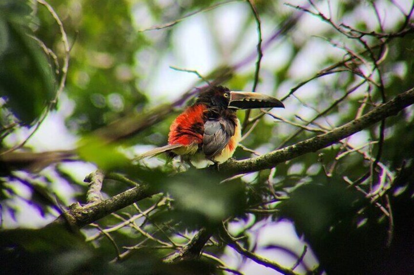 Full-Day Tour in Sloths, Rio Celestes & Rainforest with Lunch