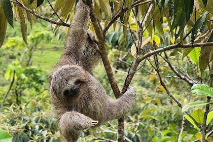 Sloths, Rio Celestes & Rainforest with Lunch, Full Day Tour