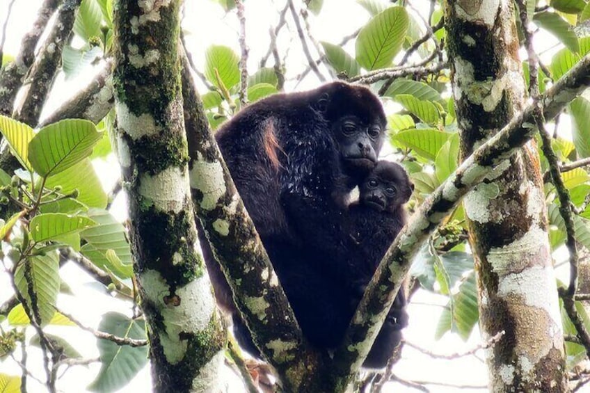 Full-Day Tour in Sloths, Rio Celestes & Rainforest with Lunch