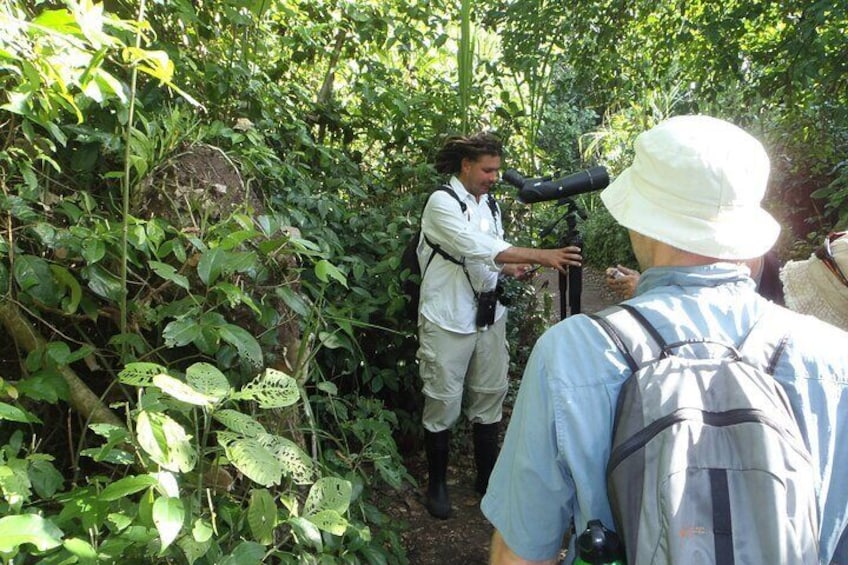 Half-Day Canoe and Hike in to Tortuguero National Park 