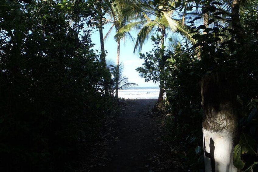 Half-Day Canoe and Hike in to Tortuguero National Park 