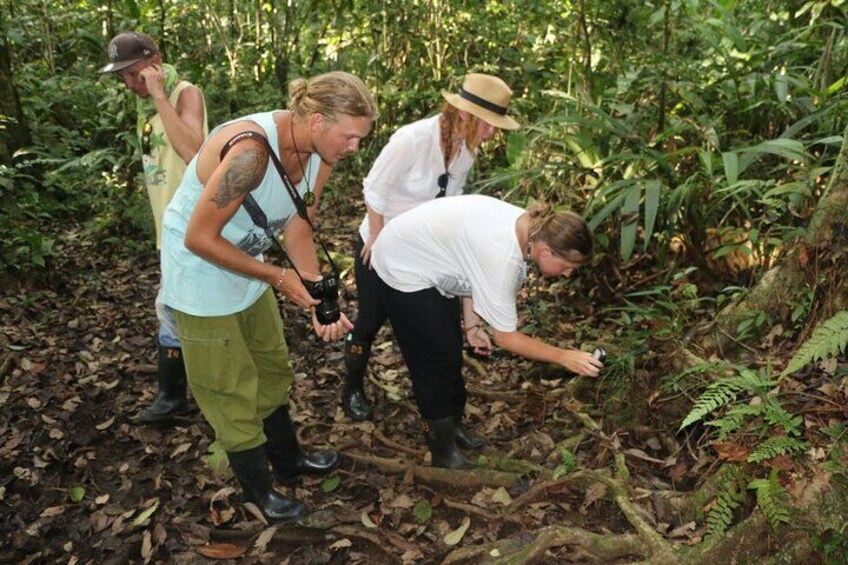 Half-Day Canoe and Hike in to Tortuguero National Park 