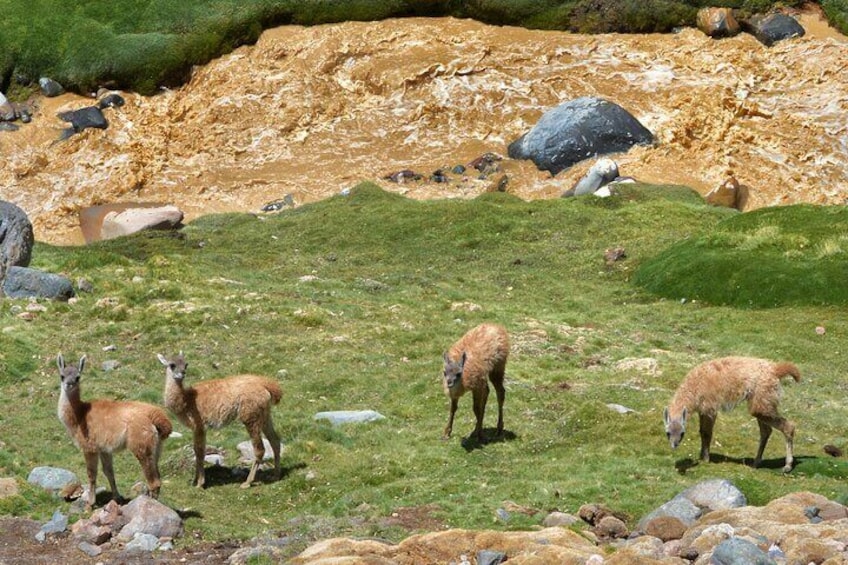 Tour Laguna Blanca & Arroyo Turquoise Barreal San Juan Arg.