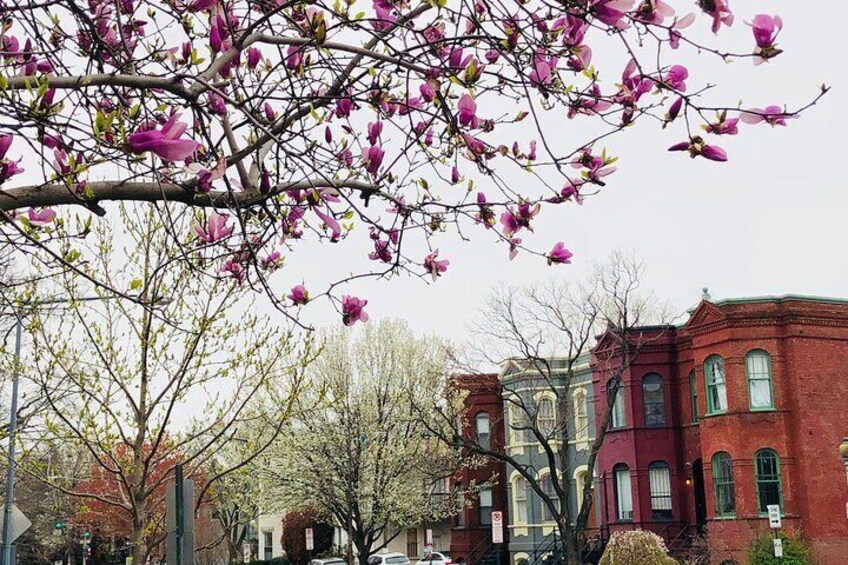 Eastern Market and Capitol Hill is a beautiful neighborhood to experience in DC.