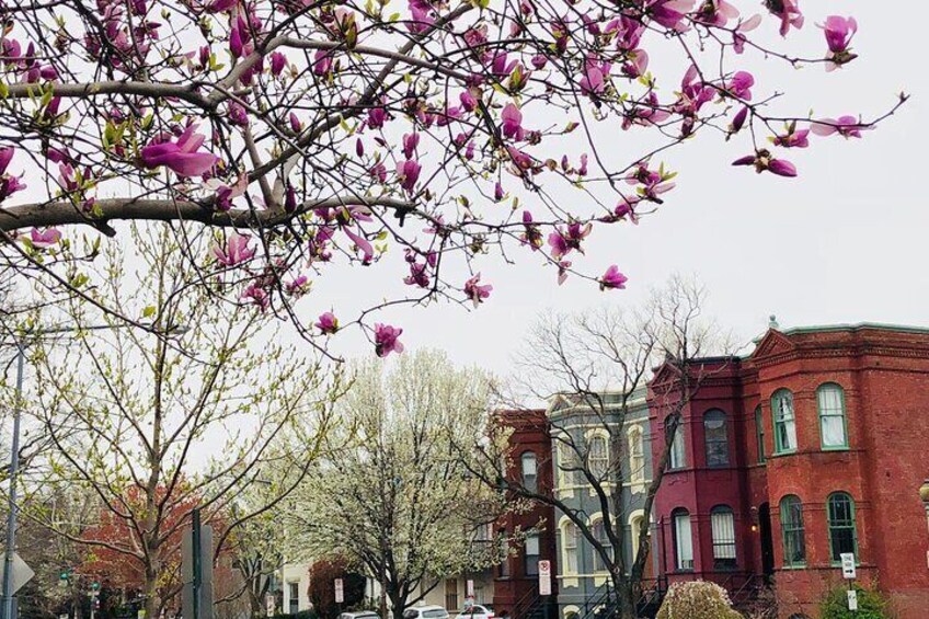 Eastern Market and Capitol Hill is a beautiful neighborhood to experience in DC. 