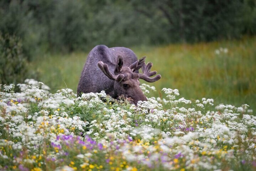 Norwegian Moose in wild flowers in Spring